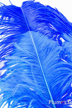 Struzzo premium - 50-60 cm - turchese-blu